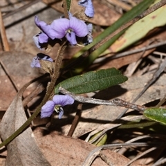 Hovea heterophylla (Common Hovea) at Acton, ACT - 11 Sep 2024 by Venture