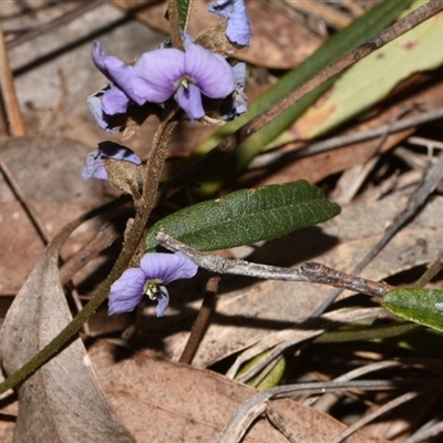 Hovea heterophylla (Common Hovea) at Acton, ACT - 11 Sep 2024 by Venture