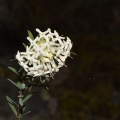 Pimelea linifolia subsp. linifolia (Queen of the Bush, Slender Rice-flower) at Acton, ACT - 11 Sep 2024 by Venture