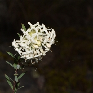 Pimelea linifolia subsp. linifolia at Acton, ACT - 11 Sep 2024