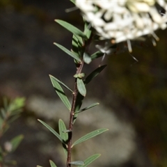 Pimelea linifolia subsp. linifolia at Acton, ACT - 11 Sep 2024