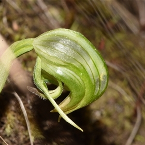 Pterostylis nutans at Acton, ACT - 11 Sep 2024