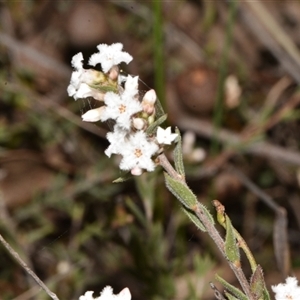 Leucopogon virgatus at Acton, ACT - 11 Sep 2024