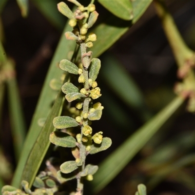 Phyllanthus occidentalis (Thyme Spurge) at Acton, ACT - 11 Sep 2024 by Venture