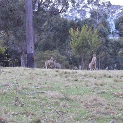 Macropus giganteus (Eastern Grey Kangaroo) at Oakdale, NSW - 12 Sep 2024 by bufferzone