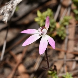 Caladenia fuscata at Acton, ACT - suppressed