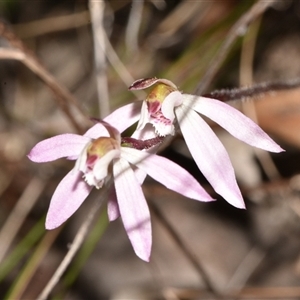 Caladenia fuscata at Acton, ACT - 11 Sep 2024