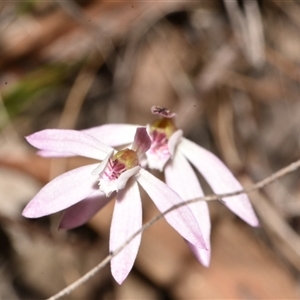 Caladenia fuscata at Acton, ACT - 11 Sep 2024