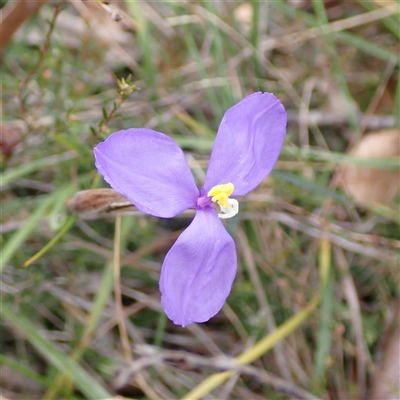 Patersonia sericea var. sericea at Penrose, NSW - 8 Sep 2024 by AnneG1