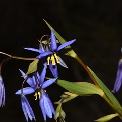 Stypandra glauca (Nodding Blue Lily) at Acton, ACT - 11 Sep 2024 by Venture