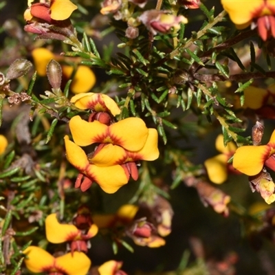 Dillwynia phylicoides (A Parrot-pea) at Acton, ACT - 11 Sep 2024 by Venture