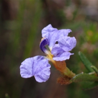 Dampiera stricta (Blue Dampiera) at Penrose, NSW - 8 Sep 2024 by AnneG1