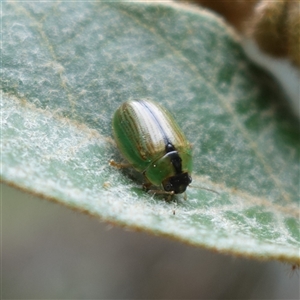 Peltoschema scaphula at Bungonia, NSW - 11 Sep 2024 01:48 PM