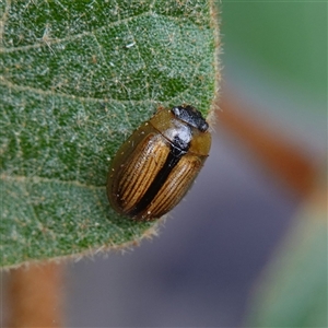 Peltoschema scaphula at Bungonia, NSW - 11 Sep 2024 01:48 PM