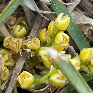 Lomandra bracteata at Hawker, ACT - 11 Sep 2024