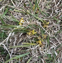 Lomandra bracteata at Hawker, ACT - 11 Sep 2024