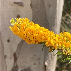 Dillwynia floribunda (Flowery Parrot-pea, Showy Parrot-pea) at Bundanoon, NSW - 8 Sep 2024 by AnneG1