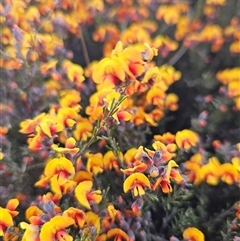 Dillwynia sp. Yetholme (P.C.Jobson 5080) NSW Herbarium at Googong, NSW - 12 Sep 2024 by BrianSummers