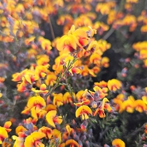 Dillwynia sp. Yetholme (P.C.Jobson 5080) NSW Herbarium at Googong, NSW - 12 Sep 2024