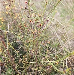 Daviesia genistifolia (Broom Bitter Pea) at Googong, NSW - 12 Sep 2024 by BrianSummers