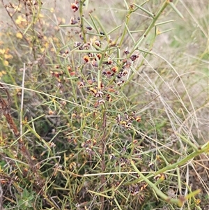 Daviesia genistifolia at Googong, NSW - 12 Sep 2024