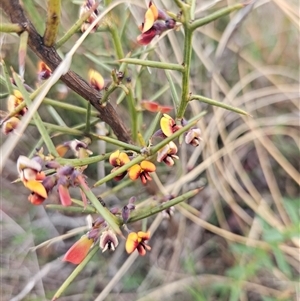 Daviesia genistifolia at Googong, NSW - 12 Sep 2024