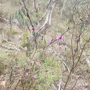 Indigofera australis subsp. australis at Acton, ACT - 12 Sep 2024 02:15 PM