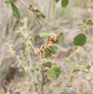 Pomaderris betulina subsp. betulina at Acton, ACT - 12 Sep 2024