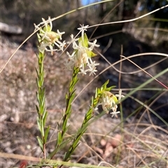 Pimelea linifolia subsp. linifolia at Isaacs, ACT - 5 Sep 2024