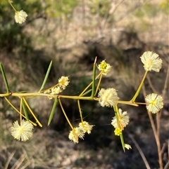 Acacia genistifolia (Early Wattle) at Isaacs, ACT - 5 Sep 2024 by AnneG1