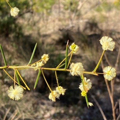 Acacia genistifolia (Early Wattle) at Isaacs, ACT - 5 Sep 2024 by AnneG1