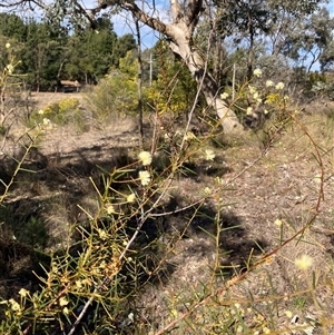 Acacia genistifolia at Isaacs, ACT - 5 Sep 2024 02:13 PM