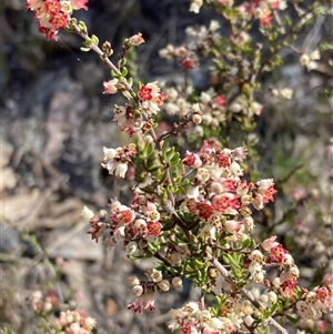 Cryptandra sp. Floriferous (W.R.Barker 4131) W.R.Barker at Isaacs, ACT - 5 Sep 2024