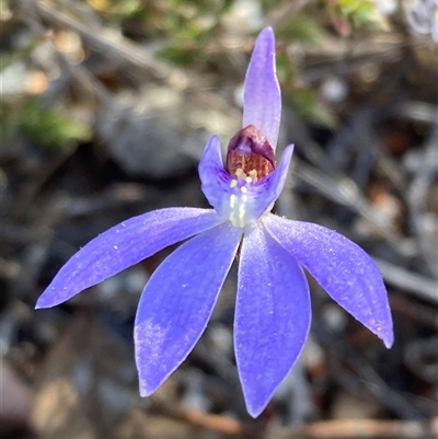 Cyanicula caerulea (Blue Fingers, Blue Fairies) at Isaacs, ACT - 5 Sep 2024 by AnneG1