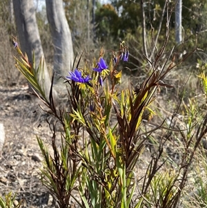 Stypandra glauca at Isaacs, ACT - 5 Sep 2024