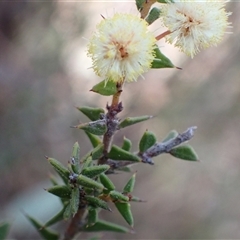 Acacia gunnii (Ploughshare Wattle) at Fadden, ACT - 5 Sep 2024 by AnneG1