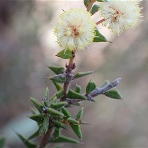 Acacia gunnii at Fadden, ACT - 5 Sep 2024