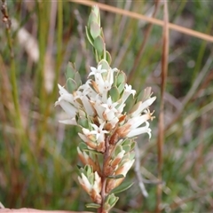 Brachyloma daphnoides (Daphne Heath) at Penrose, NSW - 8 Sep 2024 by AnneG1