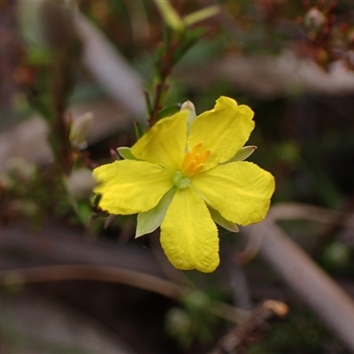 Hibbertia riparia at Penrose, NSW - 8 Sep 2024 by AnneG1