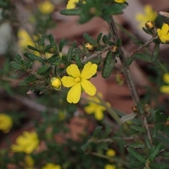 Hibbertia empetrifolia subsp. empetrifolia at Penrose, NSW - 8 Sep 2024 by AnneG1