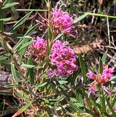 Grevillea patulifolia at Bundanoon, NSW - 8 Sep 2024 by AnneG1