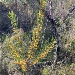 Acacia elongata (Swamp Wattle) at Bundanoon, NSW - 8 Sep 2024 by AnneG1