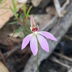 Caladenia carnea (Pink Fingers) at Bundanoon, NSW - 8 Sep 2024 by AnneG1