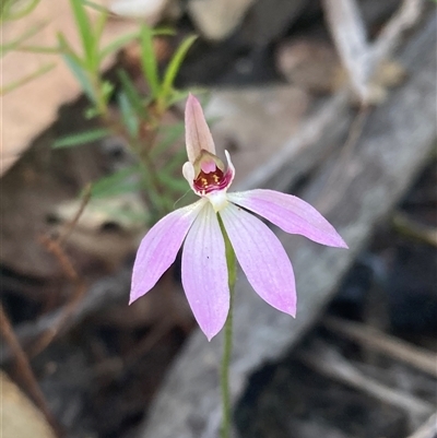 Caladenia carnea (Pink Fingers) at Bundanoon, NSW - 8 Sep 2024 by AnneG1