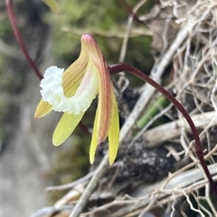 Dockrillia striolata (Streaked Rock Orchid) at Bundanoon, NSW - 8 Sep 2024 by AnneG1