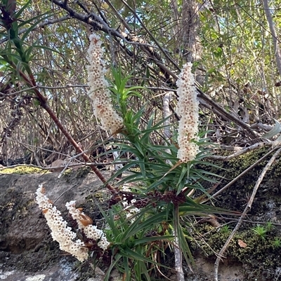 Dracophyllum secundum at Bundanoon, NSW - 8 Sep 2024 by AnneG1