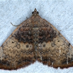 Chrysolarentia mecynata (Mecynata Carpet Moth) at Rosedale, NSW - 8 Sep 2024 by jb2602