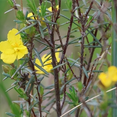 Hibbertia riparia (Erect Guinea-flower) at Glenroy, NSW - 9 Sep 2024 by KylieWaldon