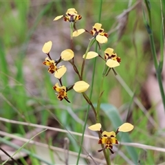 Diuris pardina (Leopard Doubletail) at Glenroy, NSW - 9 Sep 2024 by KylieWaldon