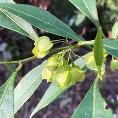 Dodonaea triquetra (Large-leaf Hop-Bush) at Bundanoon, NSW - 8 Sep 2024 by AnneG1